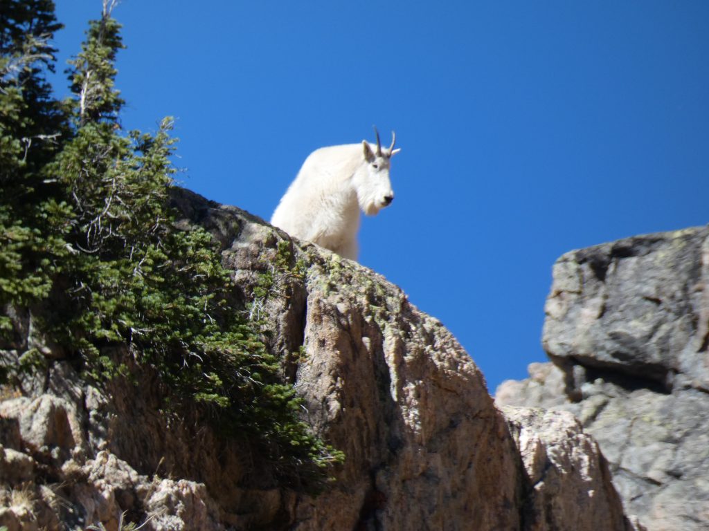 Mountain goat checking out who's coming to visit his lake