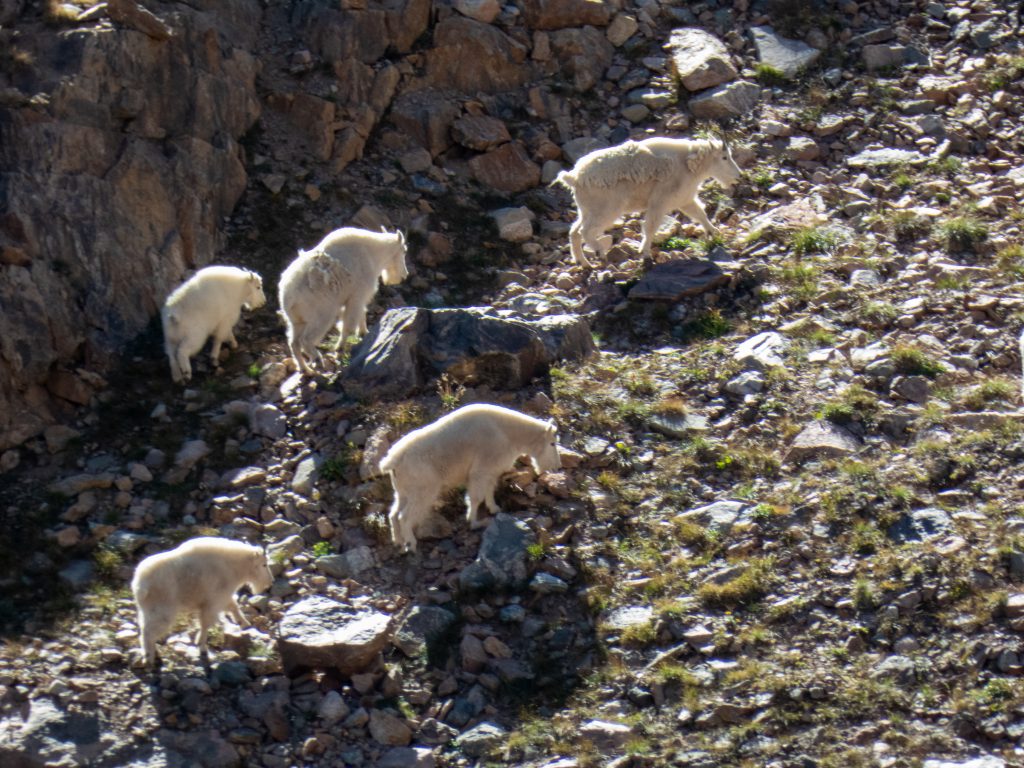 Mountain Goats at Booth Lake