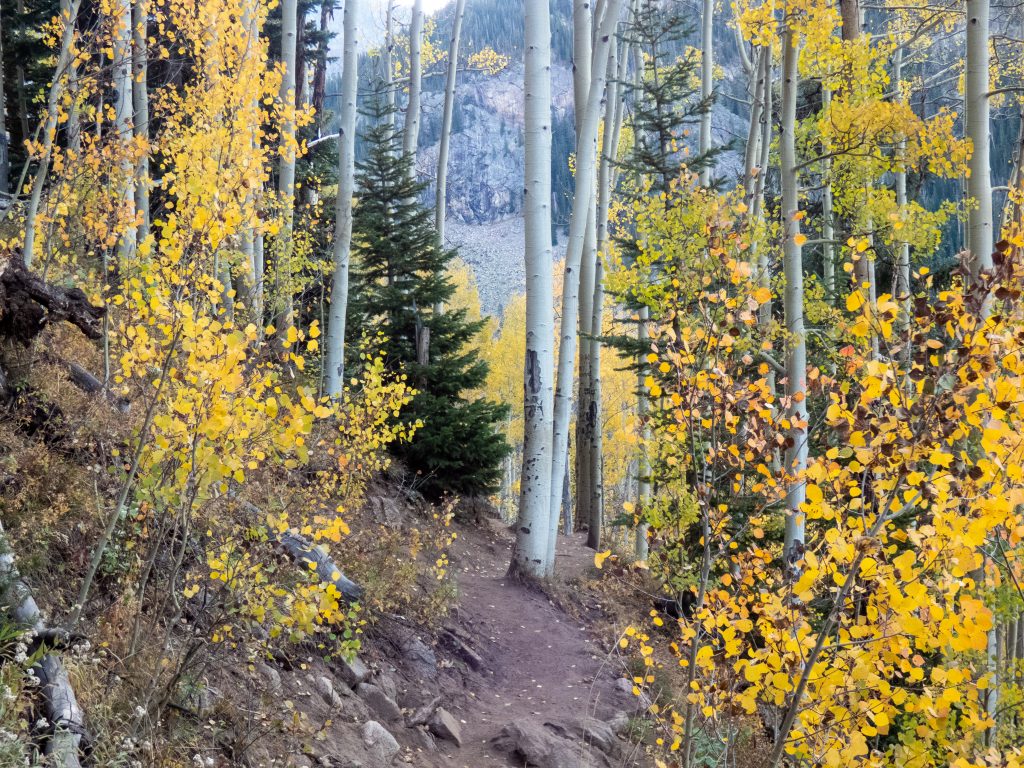 Upper Piney trail passing through Aspen forest