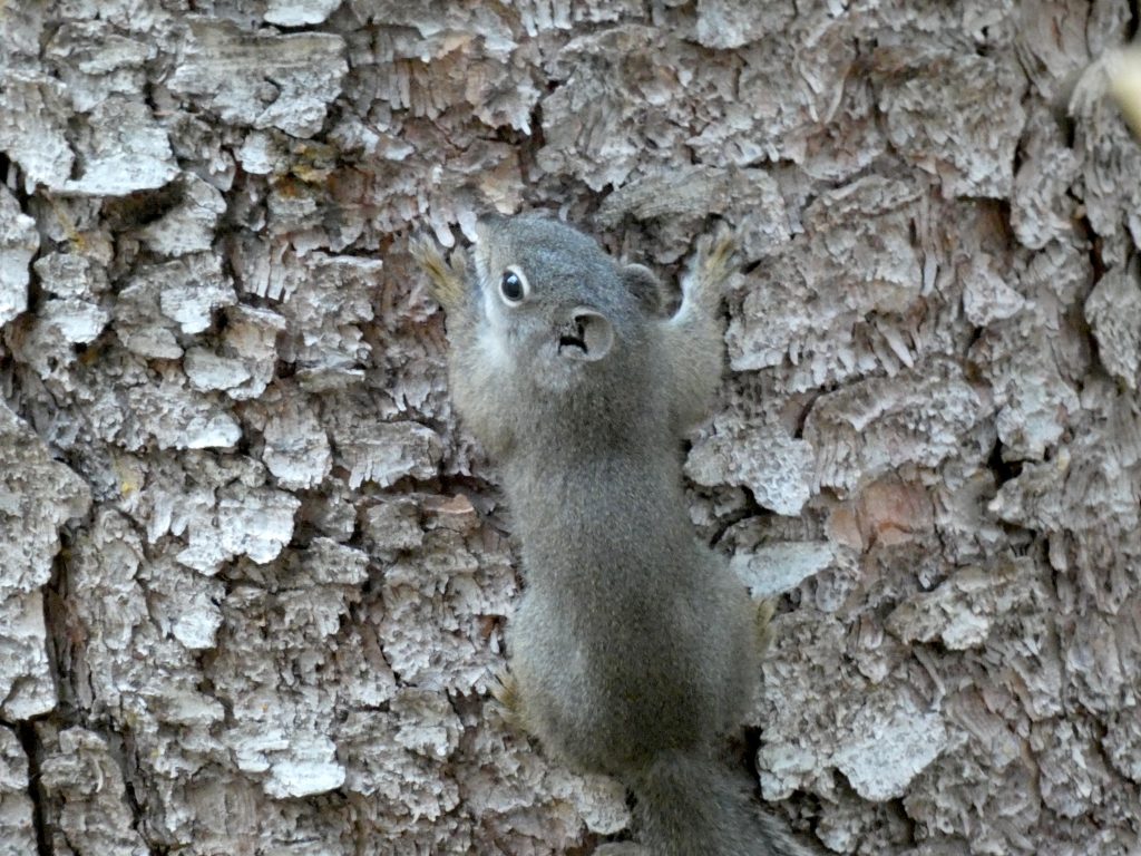 A squirrel showing me how cool it is to hang on trees