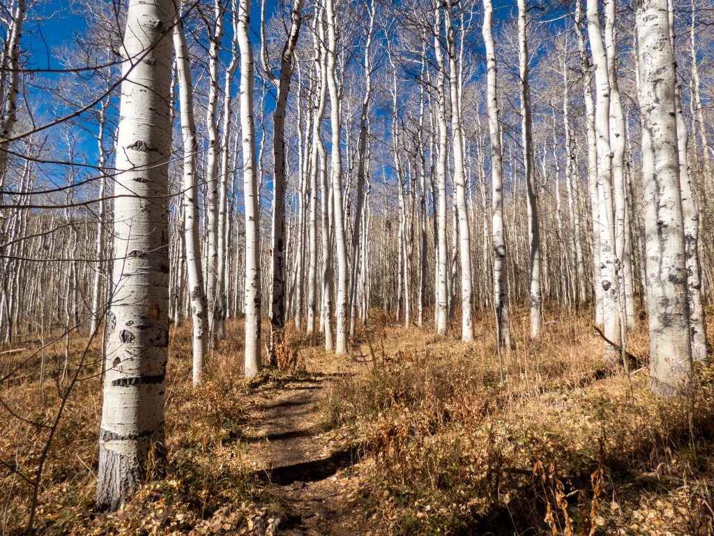 Aspen forests after the leaves