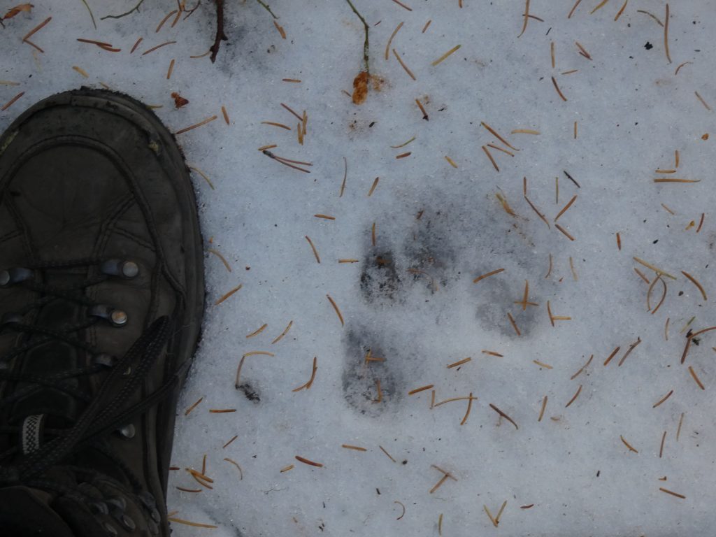 This looks like it might be a bear track
