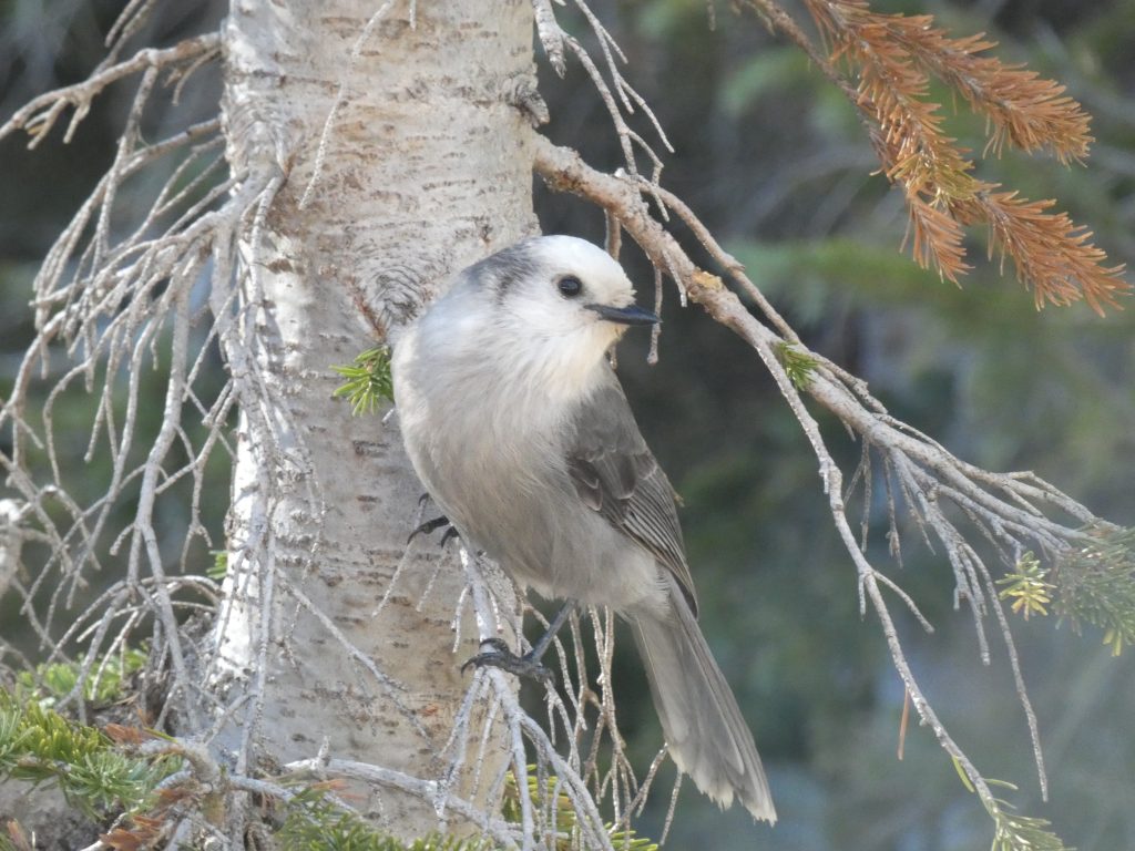 Friendly Gray Jay looking for a handout