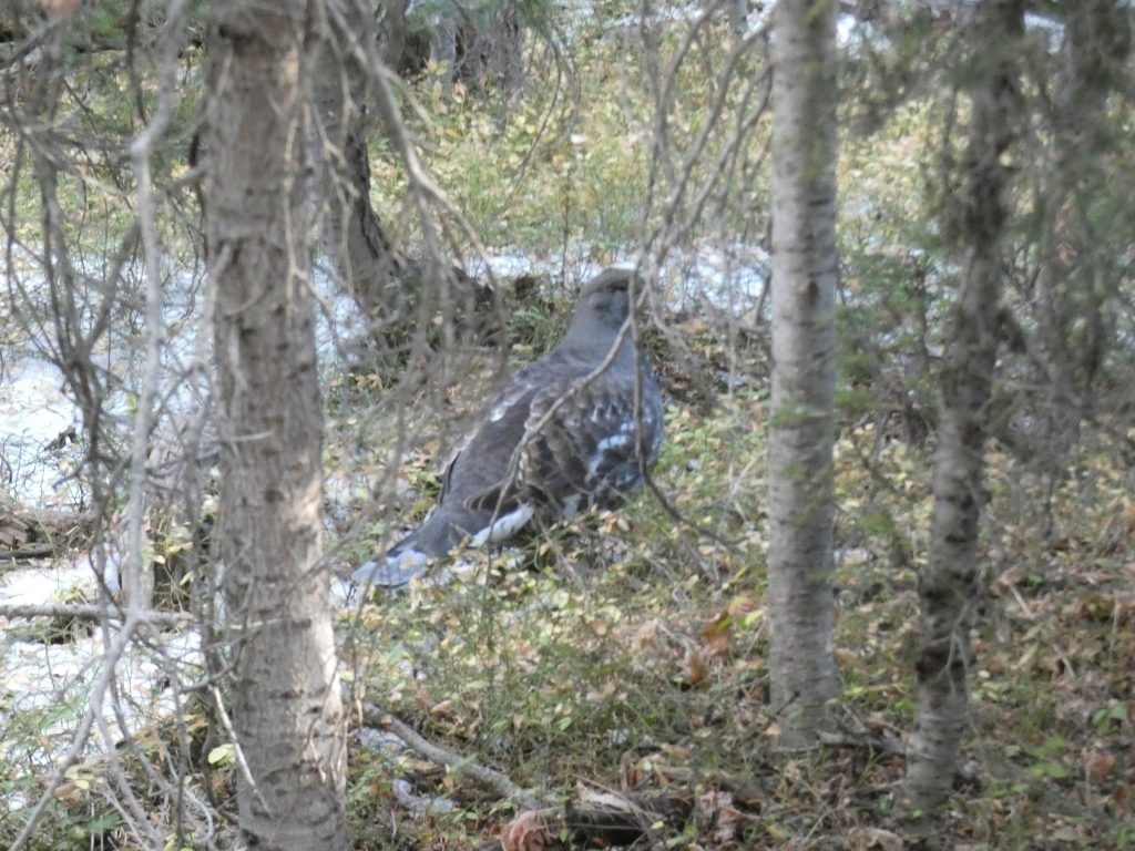 Grouse on the trail