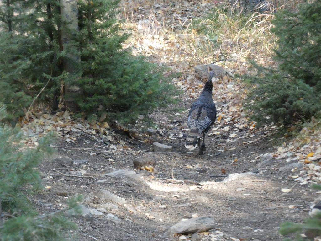 Turkeys on the trail