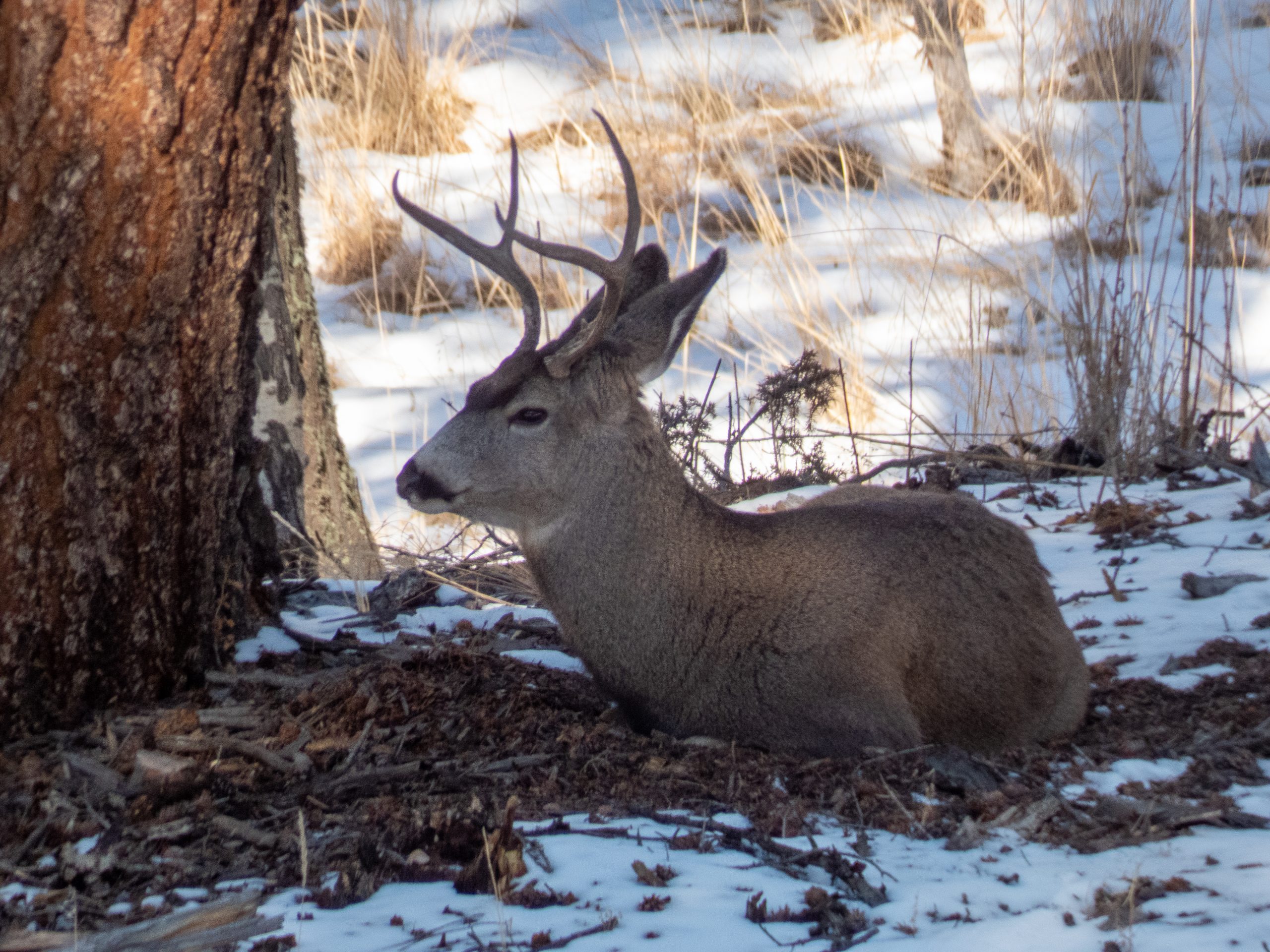 Deer at Staunton State Park
