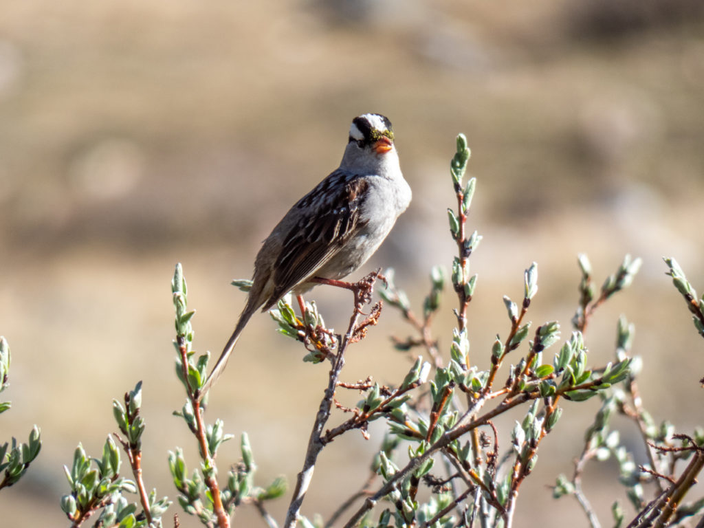 White Crowned Sparrow - Decalibron 14ers