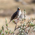 A friend stopping by camp - White Crowned Sparrow