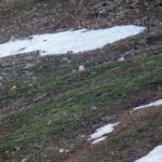 Two mountain goats and two bighorn sheep