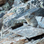 Pika on the way up to the saddle