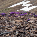 Purple flowers crossing over to Mt. Bross