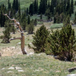 Live and dead Bristlecone Pines