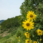 Alpine Sunflowers