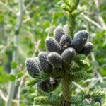 Whitebark Pine Cones - Good nutrition!