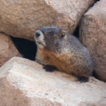 Marmot checking me out