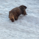 Mormot waddling across a snowfield