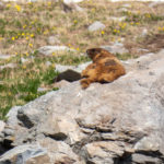 Lazy marmot sunning himeself