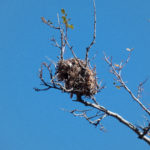 Somebody's nest