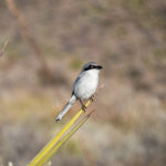 One of many small chickadees I saw