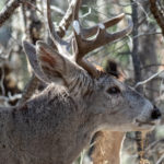 Another view of the buck