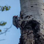 Busy woodpecker