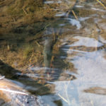 Brook trout in Wigwam Creek