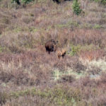 Moose cow with two calves
