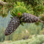 Closeup of the pine cones on the trees