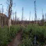 Burn scar at beginning of trail, lots of baby aspens and baby pines.