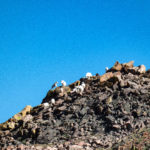 Herd of mountain goats