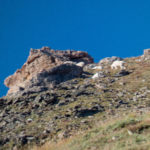 Blurry shot of a mountain goat