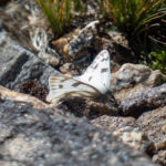 A pretty butterfly at the summit of Mount Wilcox