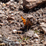 Butterfly at my resting spot