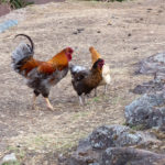 More chickens near the ruins