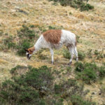 A llama roaming wild