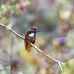 Hummingbird shot