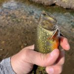 Pretty trout!